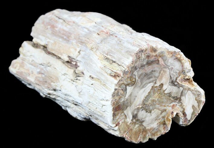 Polished Petrified Wood Limb - Madagascar #54614